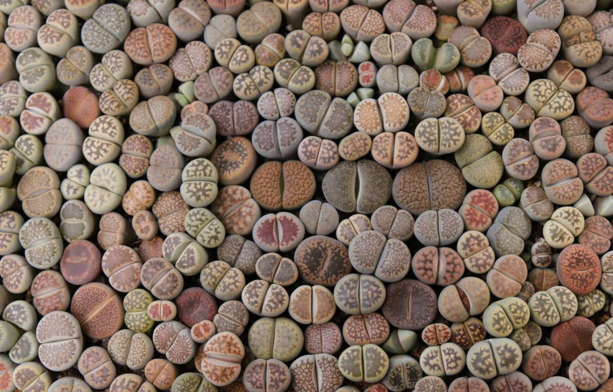 Living Stones (Lithops) are the perfect addition to your succulent collection