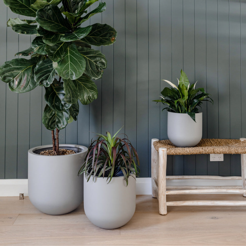 Three grey-coloured Thomas pots with green healthy looking plants compliment a minimalist Scandinavian- inspired décor.