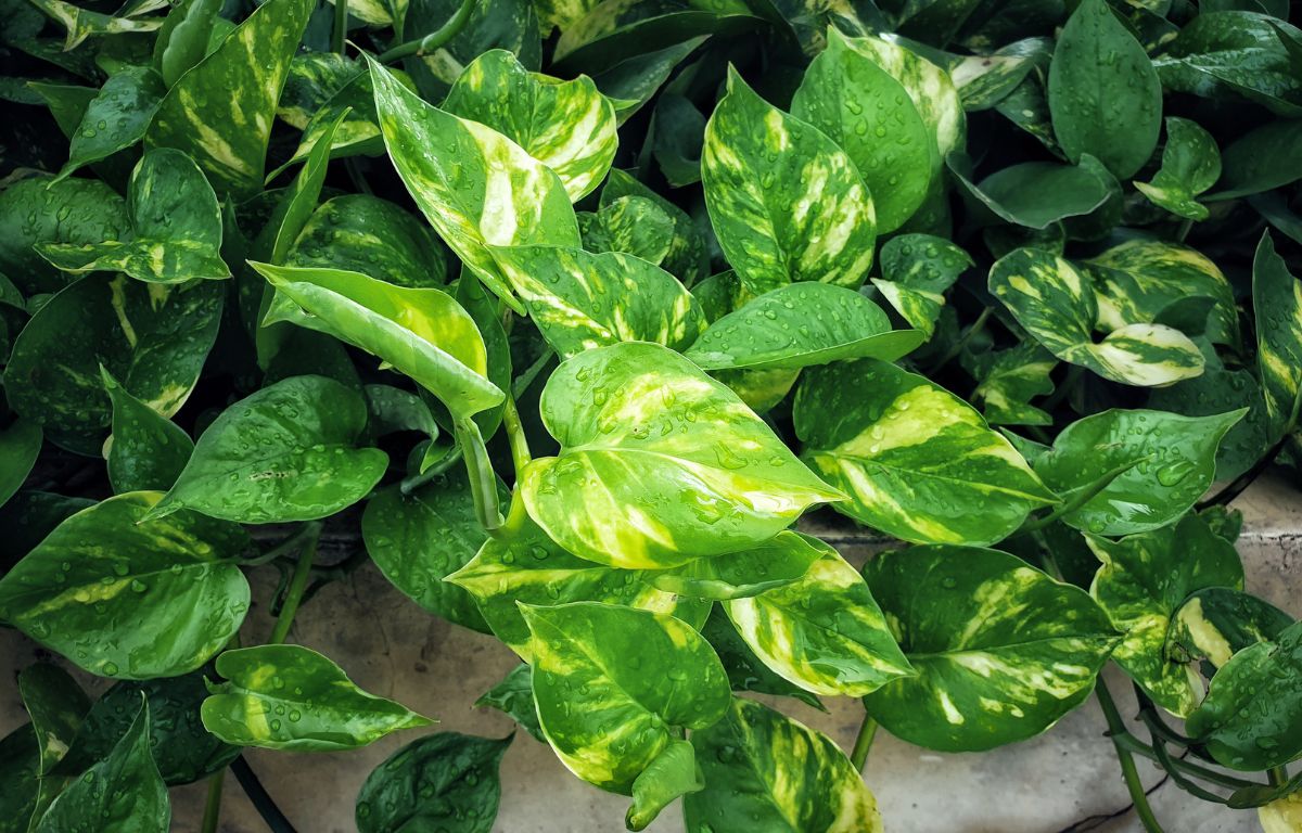 Exploring the Diverse World of Pothos: 18 Varieties for Your Indoor Jungle