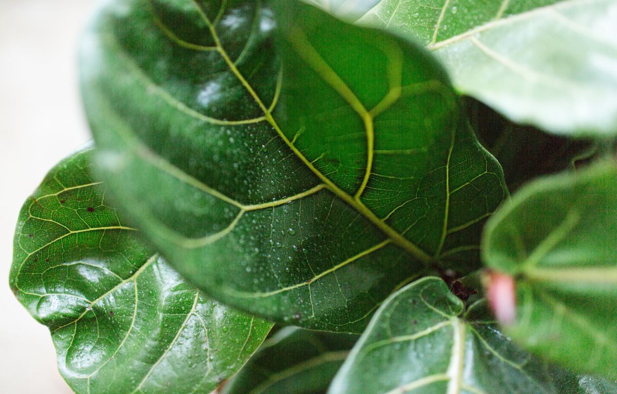 Fiddle Leaf Fig leaves.