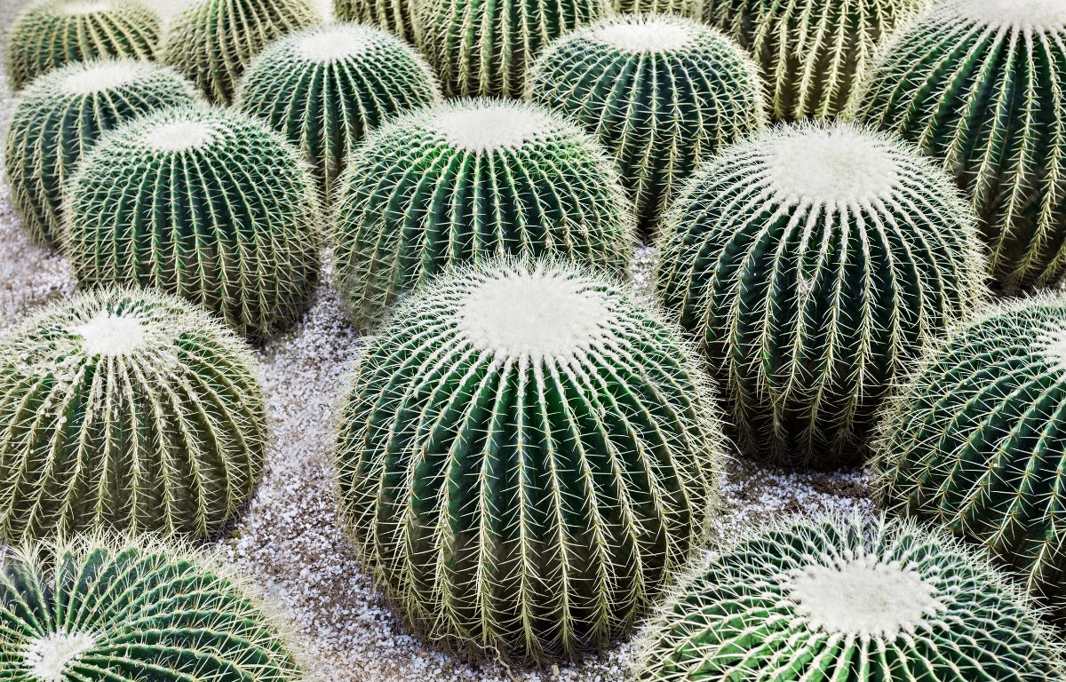 A Guide to the Golden Barrel Cactus