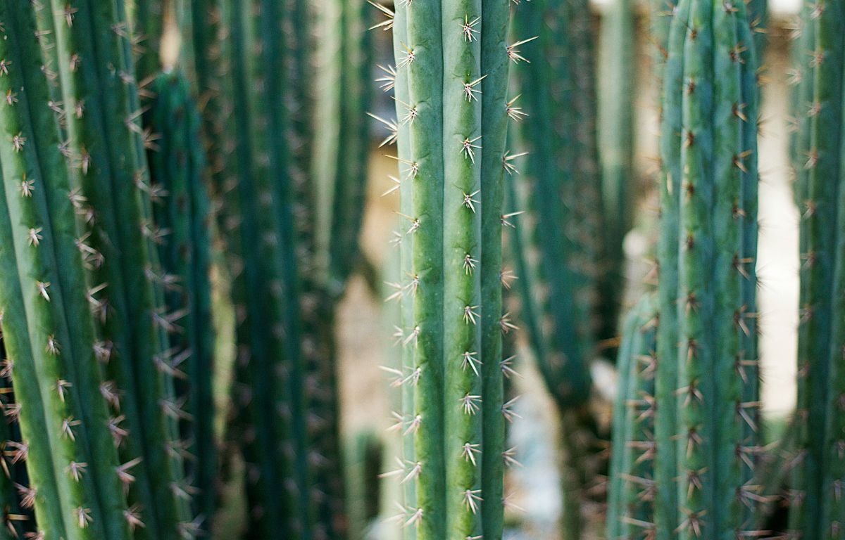 Revealing the Secrets of the San Pedro Cactus
