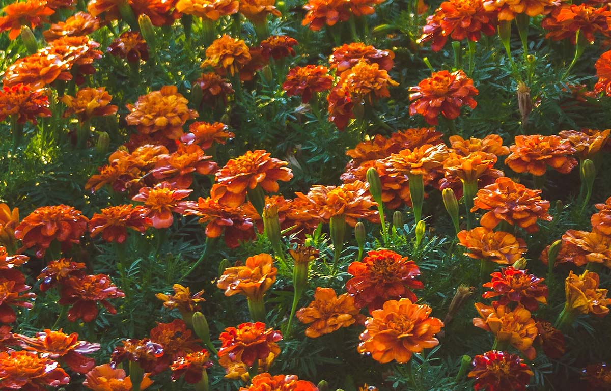 A field of densely packed orange and yellow Marigolds in bloom.
