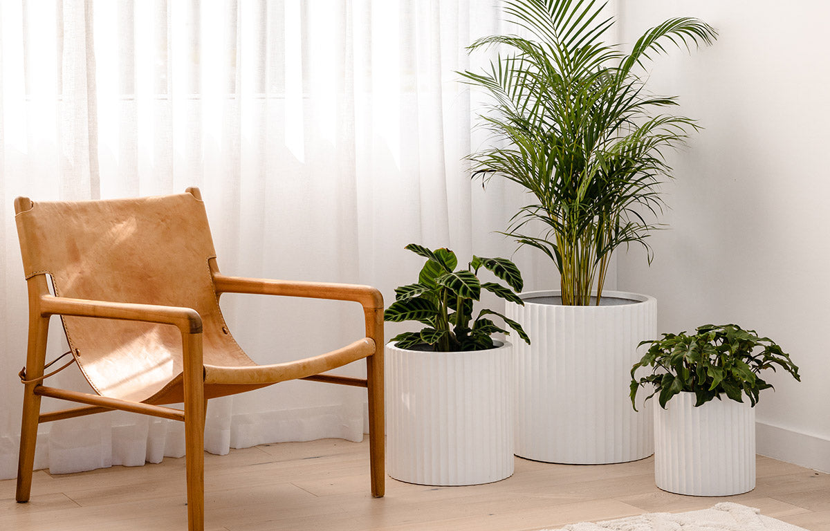 Fern tree and other green plants are planted inside of white textured indoor pots.