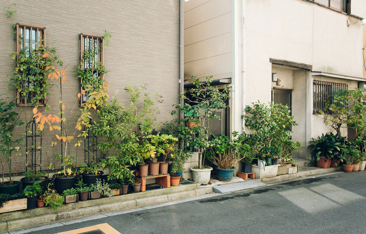 An assortment of garden pots and plants growing on the footpath in front of an urban building.