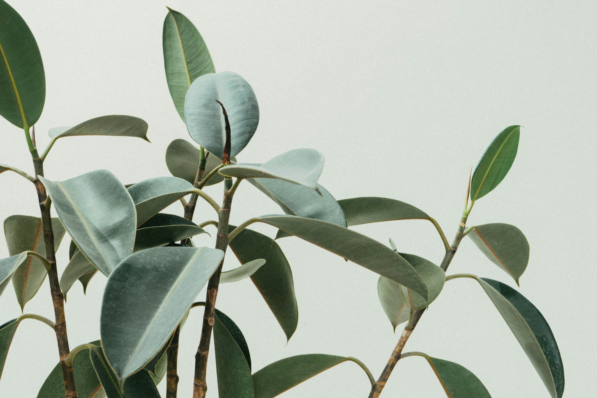 How to Propagate a Rubber Plant: A Step-by-Step Guide